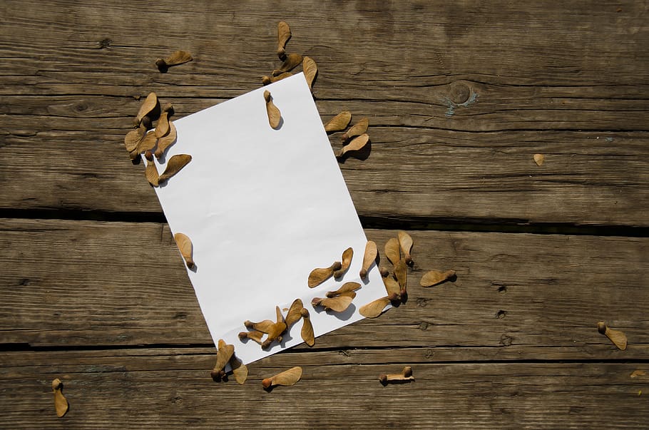 paper, maple, white, background, autumn, fall, yellow, leaves HD wallpaper