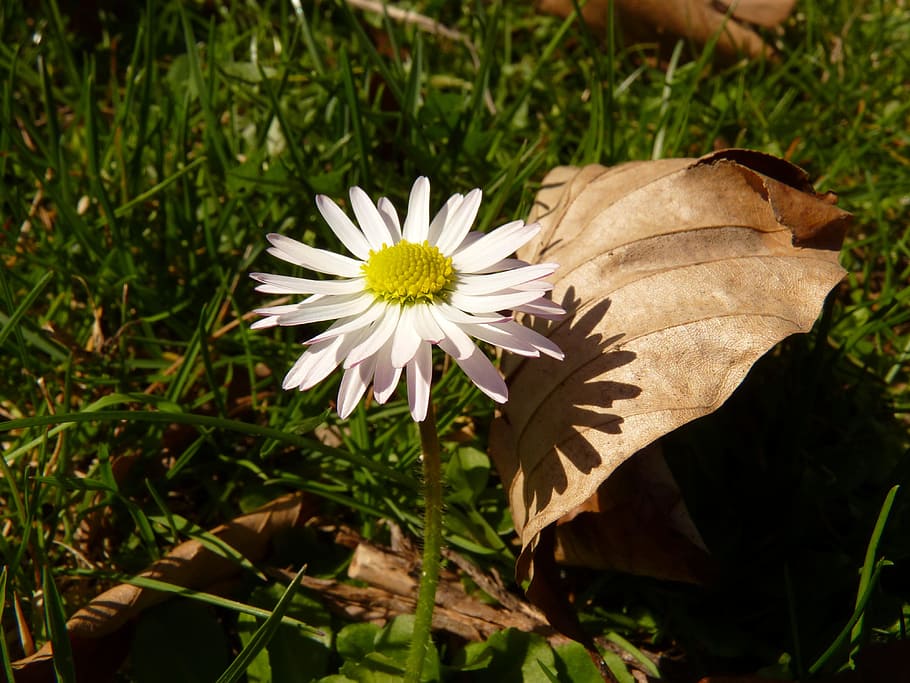 daisy, flower, plant, flowering plant, freshness, fragility HD wallpaper