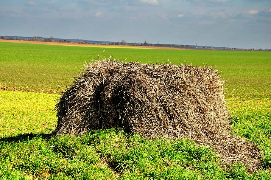 spring, yellow, sunshine, agriculture, rural Scene, farm, field HD wallpaper
