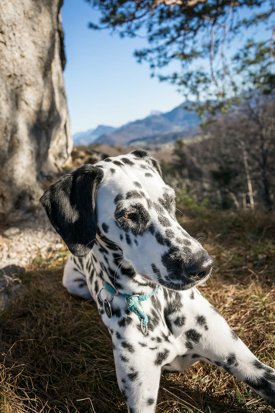dalmatians, rock, mountain, dog, evening sun, nature, hike HD wallpaper