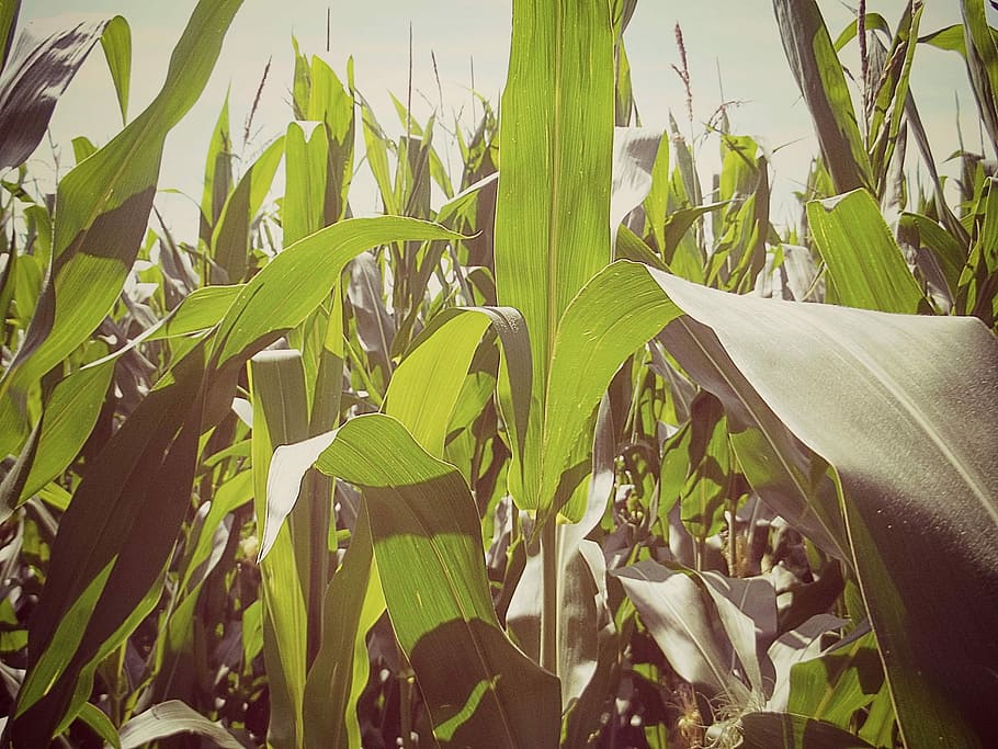 Corn, Cornfield, Leaves, agriculture, green, fodder maize, plant HD wallpaper