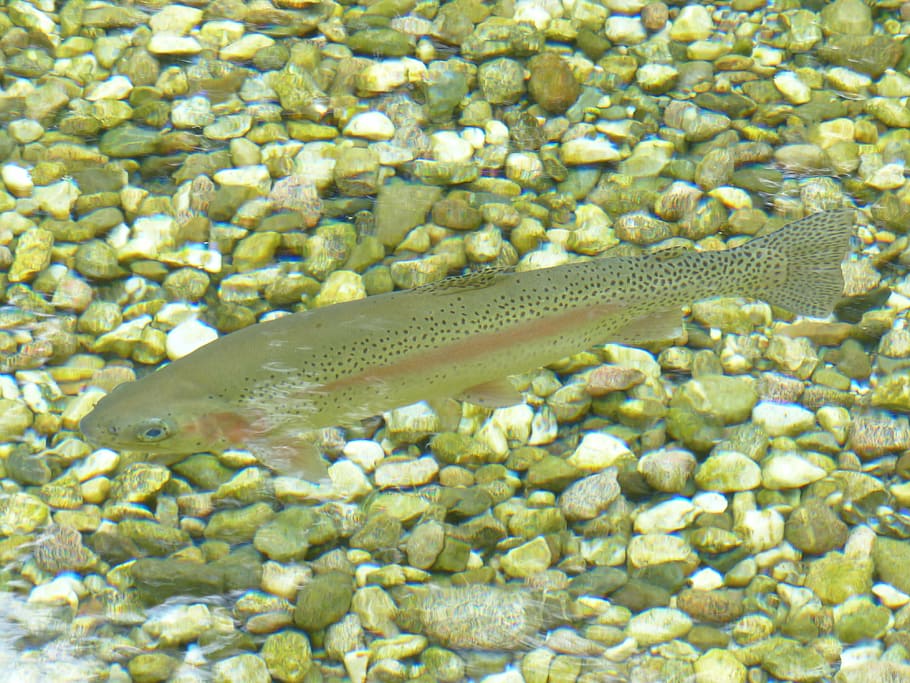 gray fish near stones, rainbow trout, water, oncorhynchus mykiss, HD wallpaper