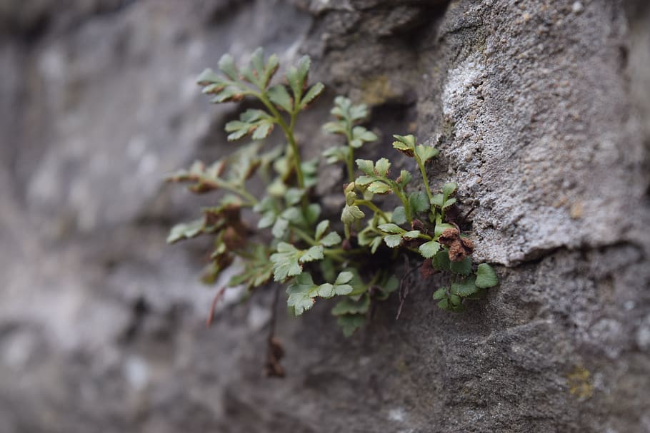 plant, leaf, nature, growth, close-up, no people, day, plant part HD wallpaper