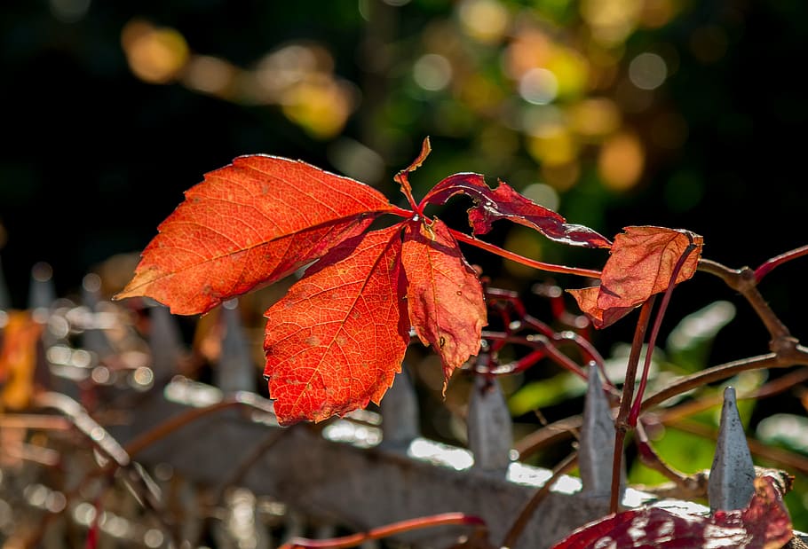 autumn, red, leaves, leaf, nature, season, yellow, tree, backgrounds HD wallpaper