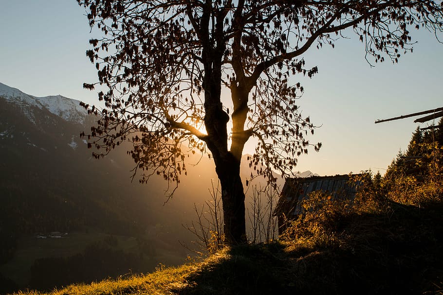 tree, landscape, nature, sun, mood, forest, austria, dolomites HD wallpaper