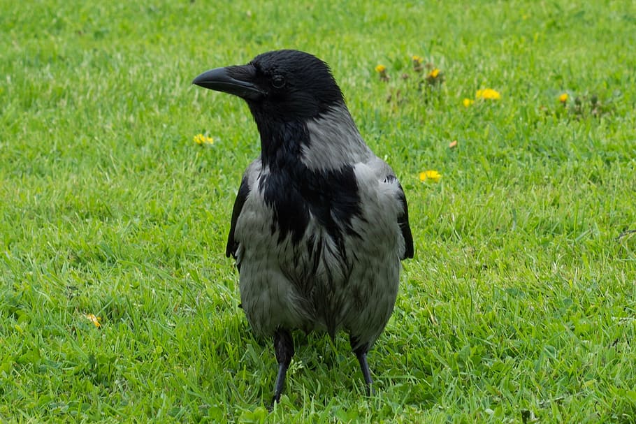 raven, bird, lawn, grass, black, green, animal, animal themes HD wallpaper