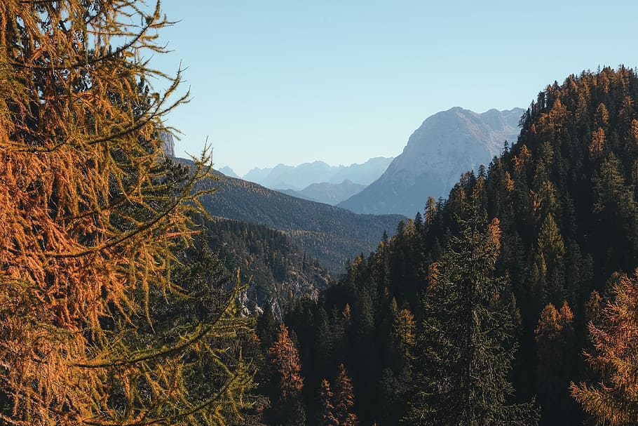 pine trees on mountain under blue sky at daytime, green forest HD wallpaper