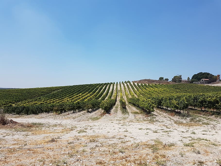 vineyard, grapes, sky, landscape, plant, clear sky, environment HD wallpaper