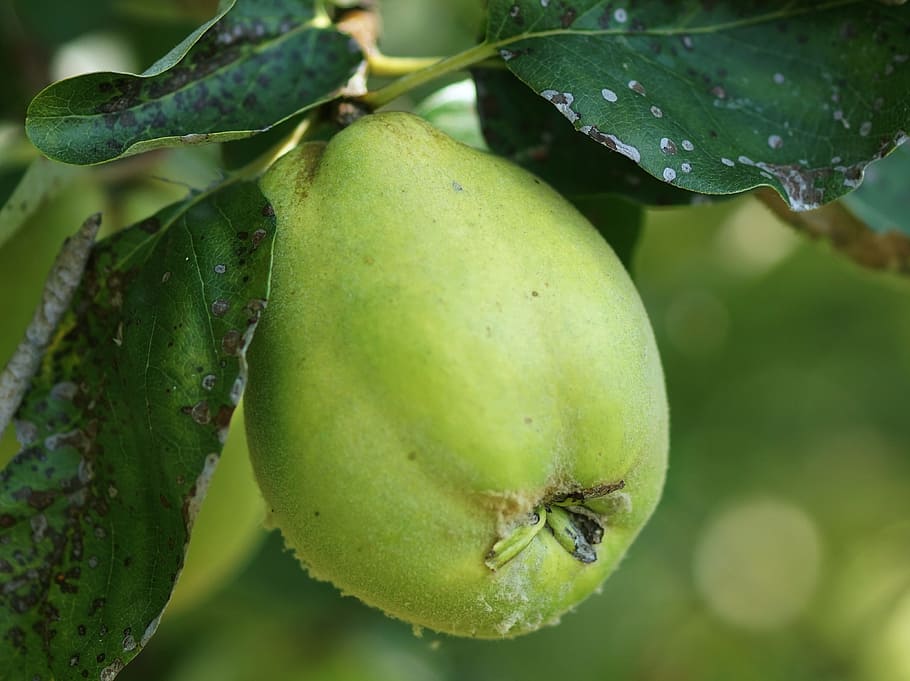 autumn fruit, quince, green, immature, fluffy, hairy, kernobstgewaechs, HD wallpaper