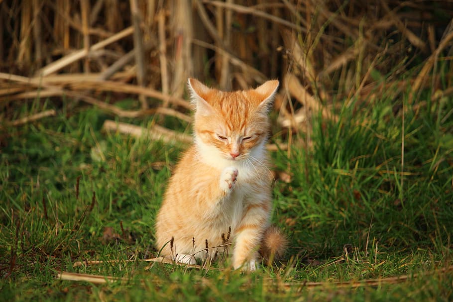 orange tabby cat in green field, kitten, cat baby, young cat