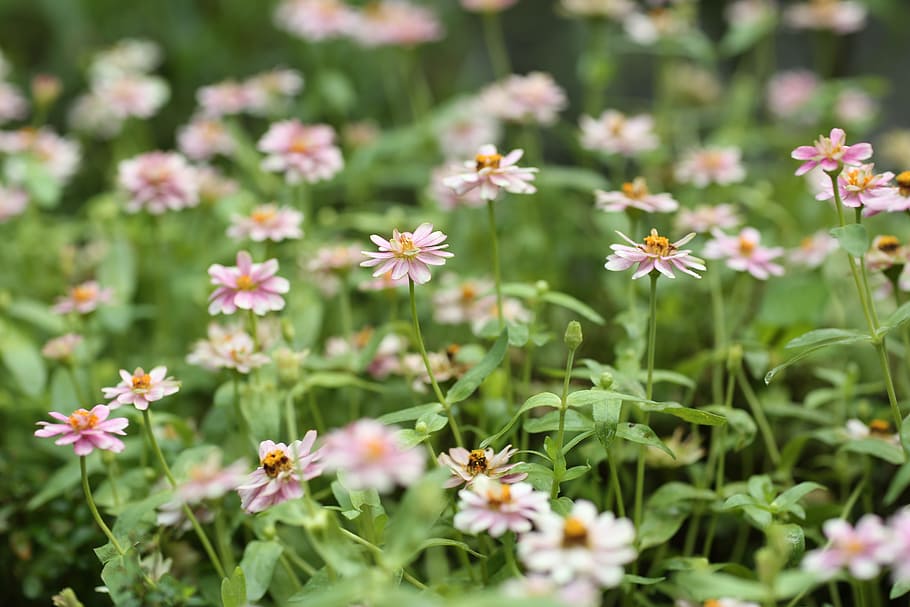 flower, garden, fly, spring, nature, green, flower garden, plant HD wallpaper
