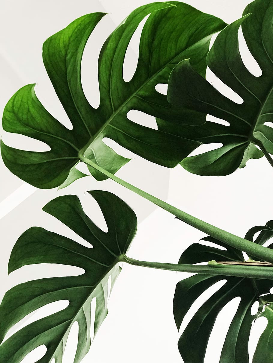 green leaves, green leafed plant in closeup shot, greem, minimal, HD wallpaper