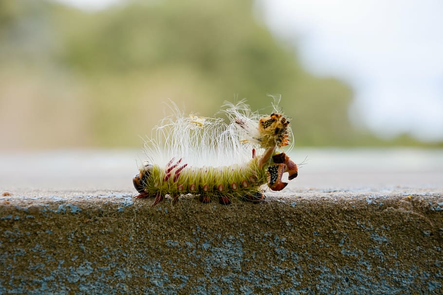 insect, macro, nature, animal, animal wildlife, animals in the wild HD wallpaper