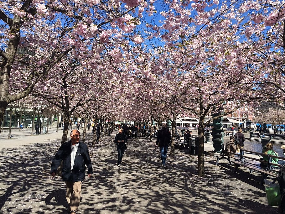 stockholm, spring, bloom, cherry blossoms, tree, springtime HD wallpaper
