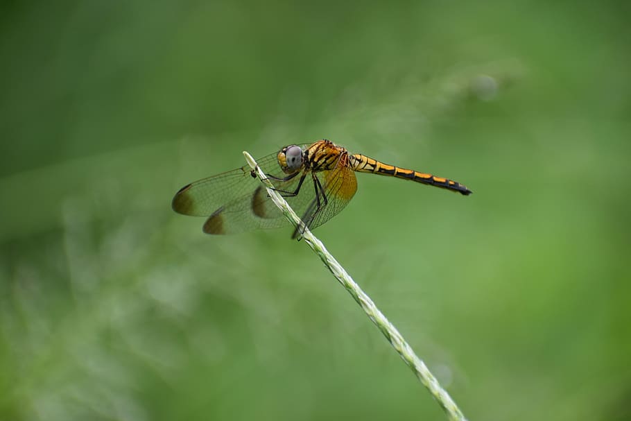 dragonfly, wings, insect, animal themes, animal wildlife, invertebrate HD wallpaper