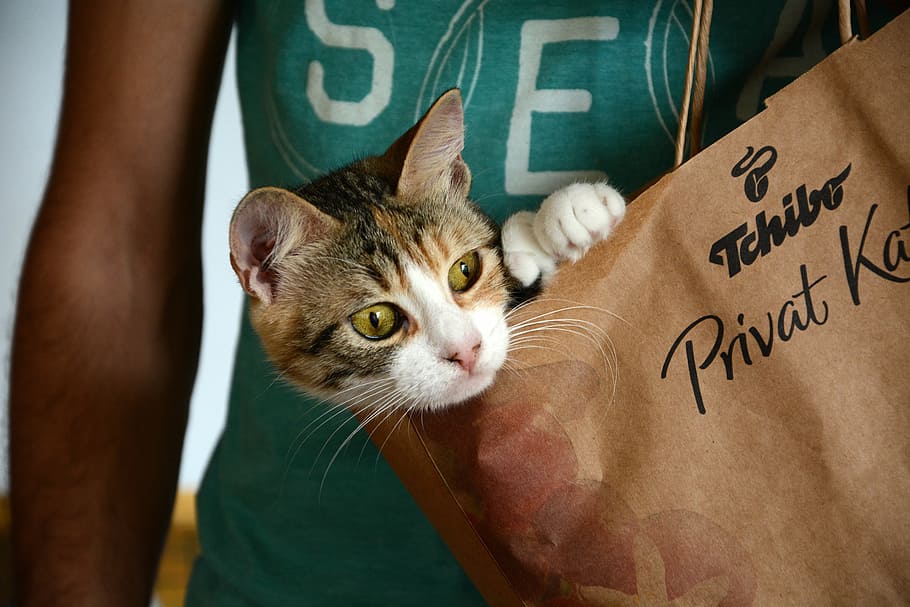 tabby cat inside a Tchibo paper bag held by a person, cute HD wallpaper