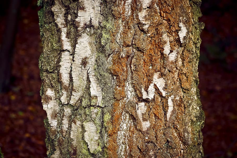 tree, bark, nature, log, birch, structure, forest, wood, tribe HD wallpaper