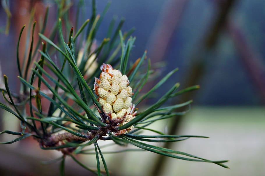 thriving pine, tree, close, blossom, bloom, flowers, macro HD wallpaper