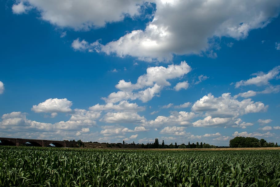 Clouds, Cornfield, summer sky, agriculture, cloud - sky, crop HD wallpaper