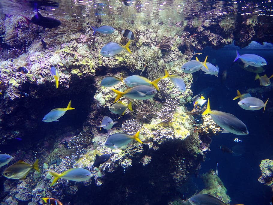 school of blue fish, monaco, ocean, museum, aquarium, swim HD wallpaper