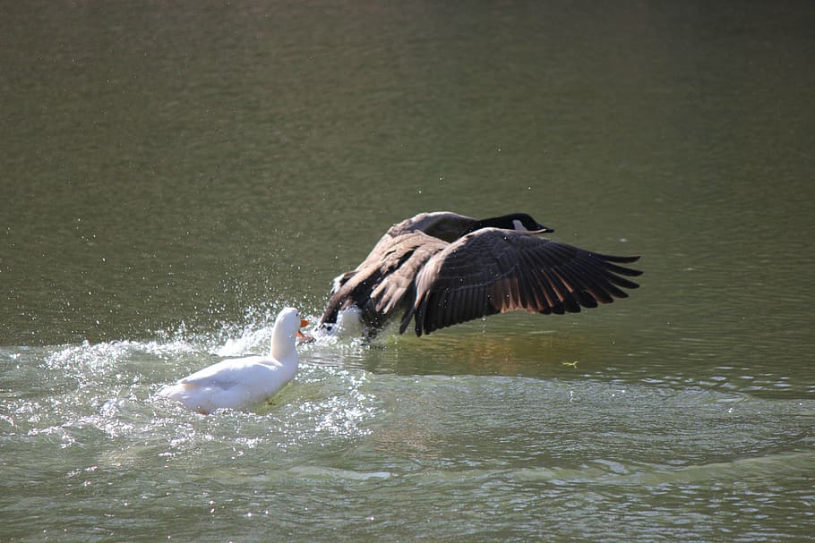 flight, water, nature, bird, flying, wildlife, outdoors, lake HD wallpaper