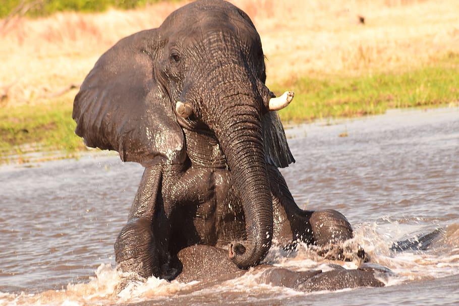 selective focus photography of elephant on body of water, play HD wallpaper