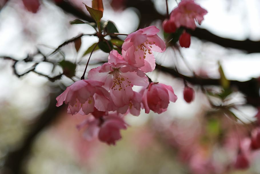 wood, nature, quarter, outdoors, flowers, cherry blossom, spring, HD wallpaper