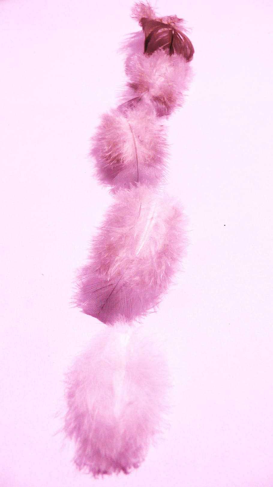 feathers, fluffy, soft, delicate, softness, purple, lavender