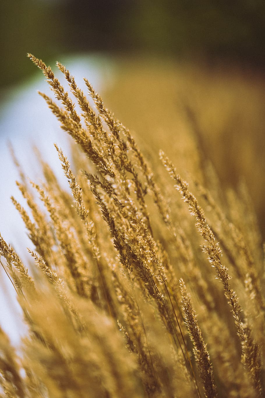 grass, grain ear, head, inflorescence, wheat, field, outdoor HD wallpaper