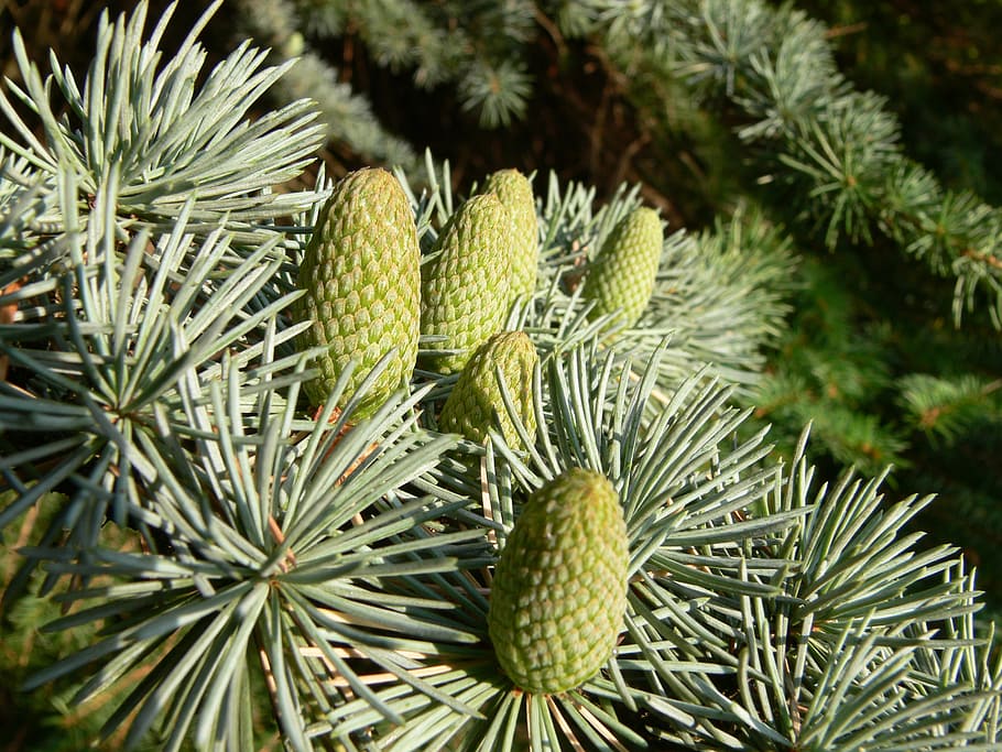 fir, tap, pine cones, forest, nature, wood, needles, periwinkle HD wallpaper