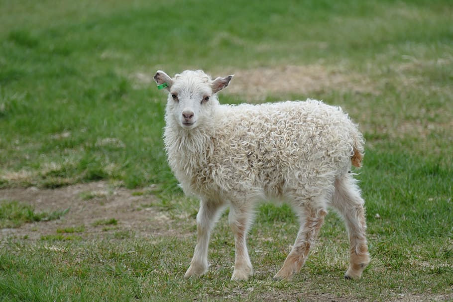 sheep, small, animal, white, schäfchen, lamb, nature, animal world HD wallpaper
