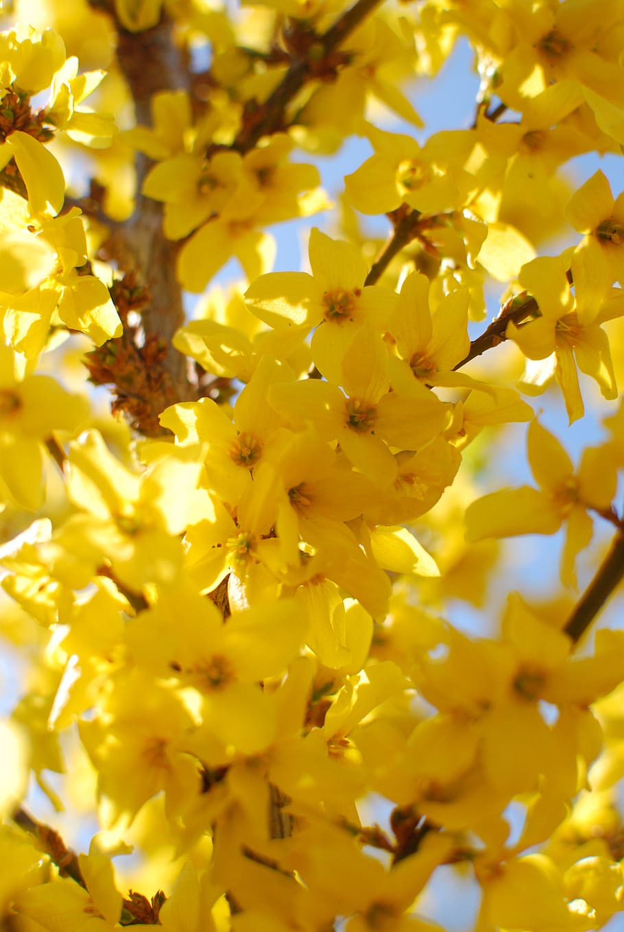 laburnum, spring, yellow, nature, flower, flowering plant, beauty in nature HD wallpaper