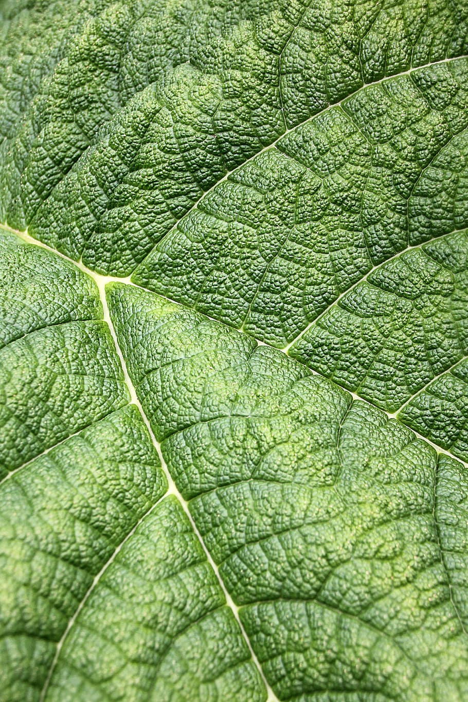 leaf, structure, green, texture, nature, background, leaf veins HD wallpaper