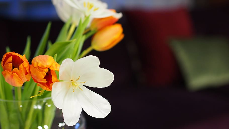 flower, tulip, white, orange, close up, floral, bloom, nature HD wallpaper