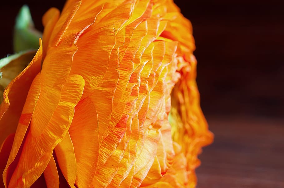 ranunculus, flower, blossom, bloom, petals, orange, orange flower HD wallpaper