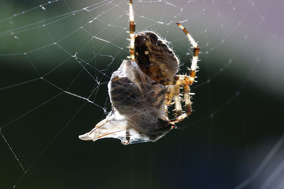 Spider, Web, Bee, Wild, Nature, Death, wild nature, kamp, caught HD wallpaper