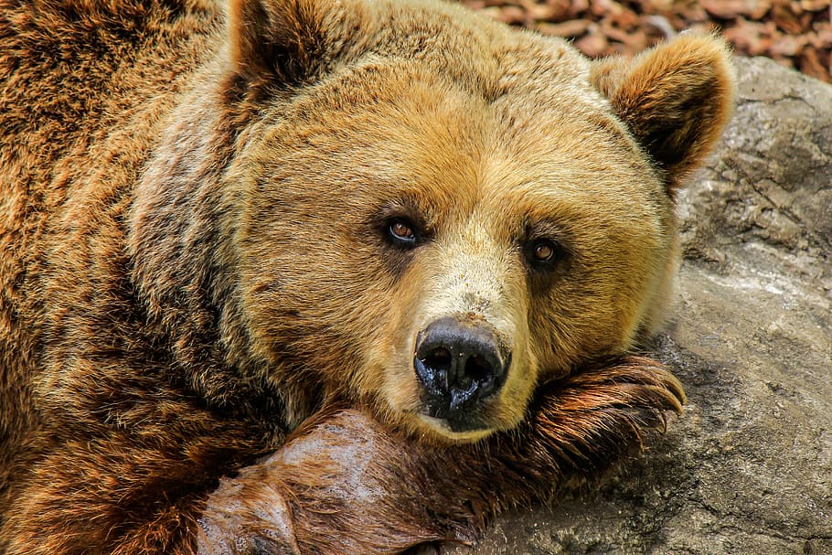 closeup photo brown grizzly bear at daytime, animals, zoo, captivity HD wallpaper