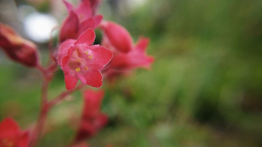 Macro, Spring, Flower, red flowers, nature, garden, plants HD wallpaper