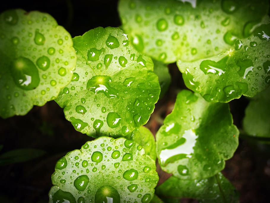 leaf, water, green, drop, background, natural, nature, fresh HD wallpaper