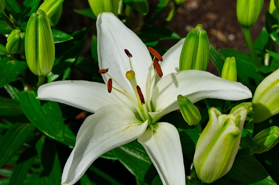 Flower, Lily, White, Blossom, Bloom, nature, garden, close, HD wallpaper