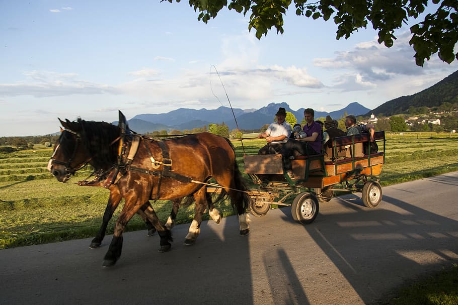 horses, horse drawn carriage, more, spring, sunshine, may, mountains, HD wallpaper