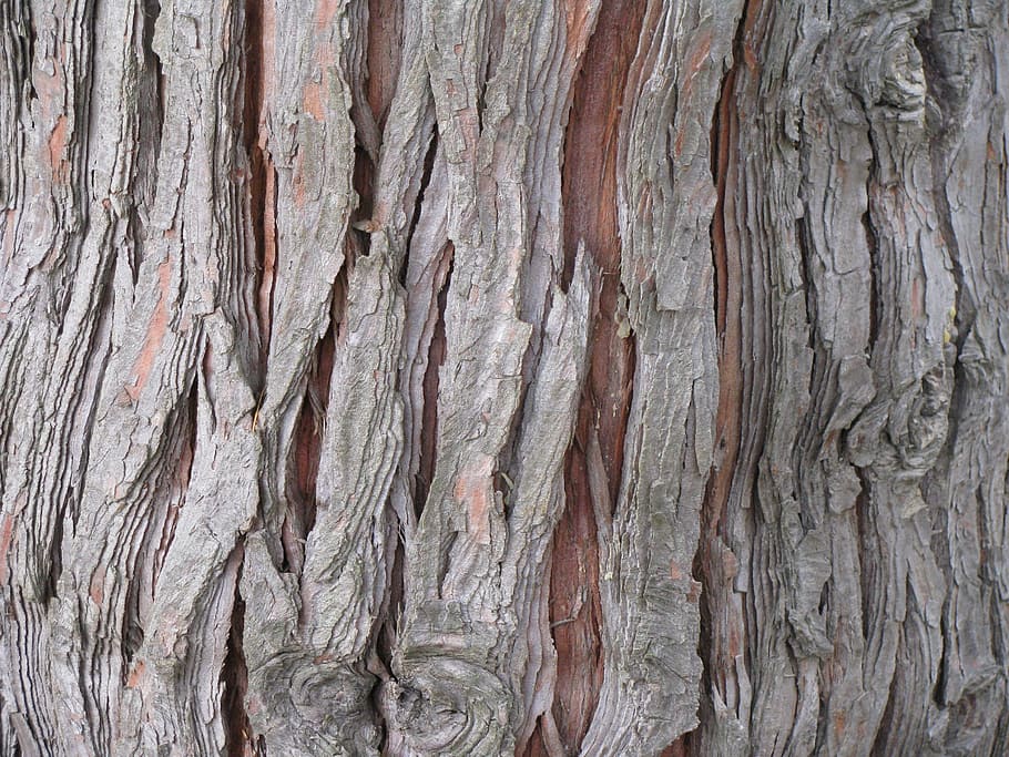 cedar, tree, bark, trunk, chamaecyparis, lawsoniana, wood, texture HD wallpaper