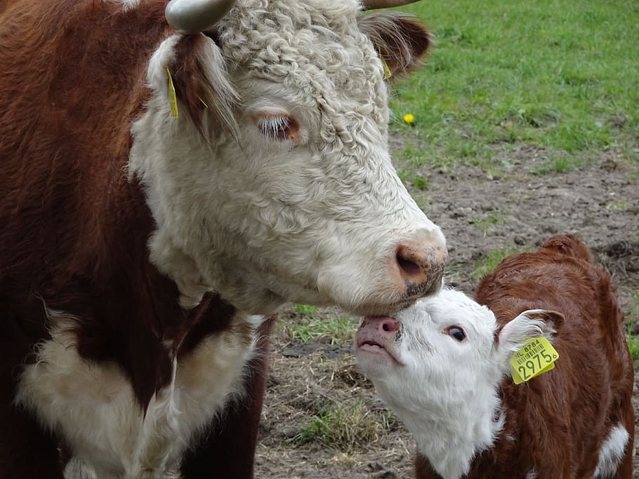 Cow, Foal, Love, livestock, domestic animals, domestic cattle HD wallpaper