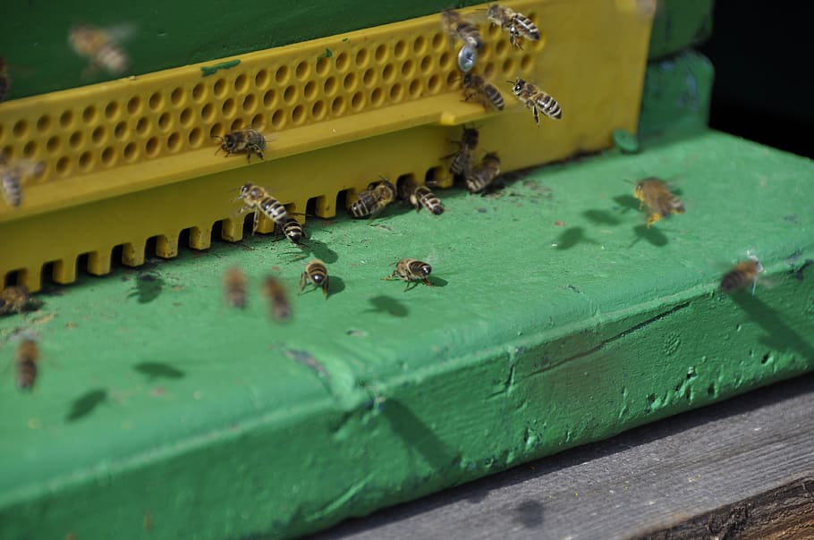 bees, flight, beehive, pollination, spring, collect pollen HD wallpaper