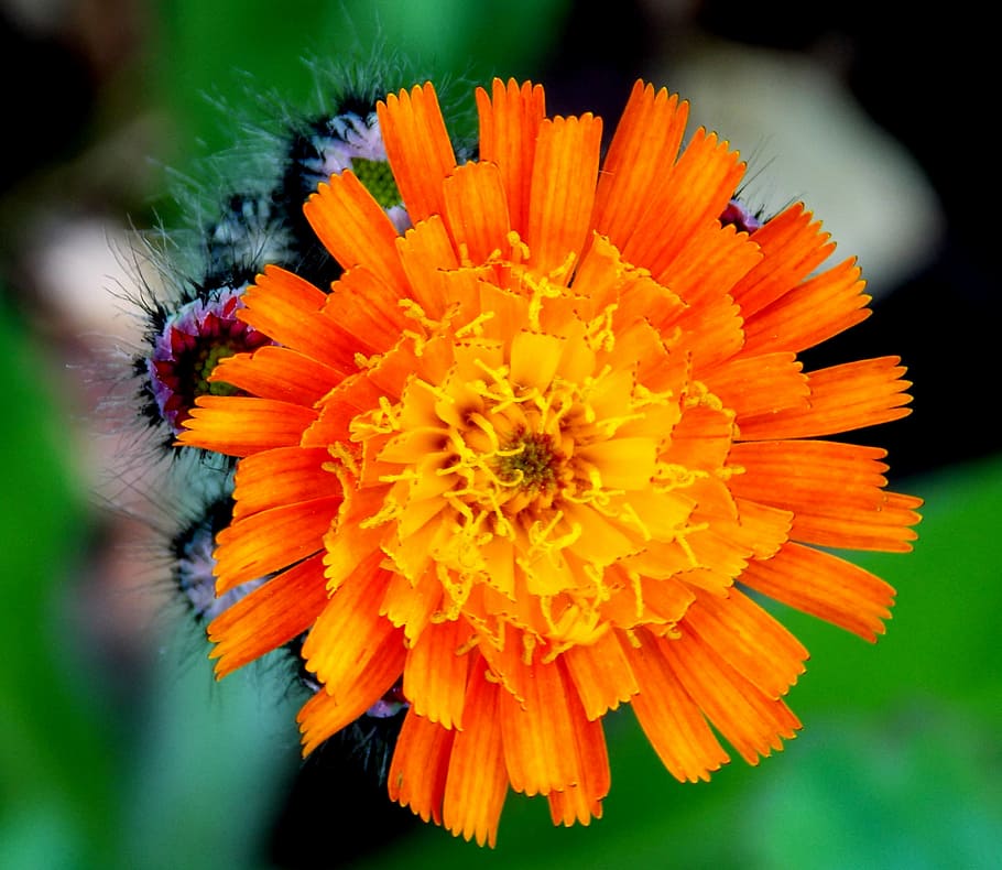 hawkweed, composites, red orange hawkweed, blossom, bloom, wild flower HD wallpaper
