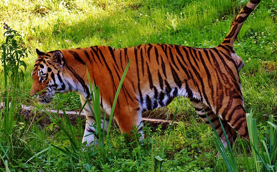 tiger, predator, fur, beautiful, dangerous, cat, wildlife photography HD wallpaper
