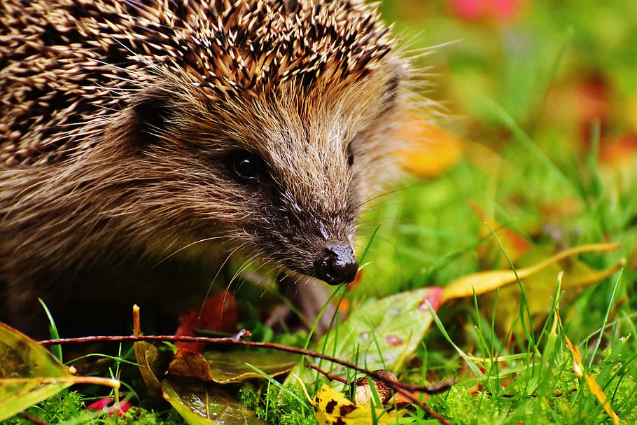 hedgehog child, young hedgehog, animal, spur, nature, garden, HD wallpaper