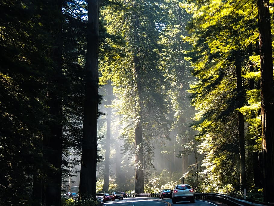California, Redwoods, Tree, Nature, coast, coastal, giant, car, HD wallpaper