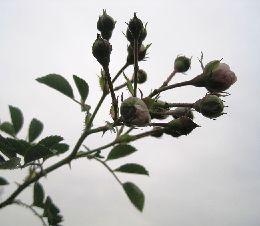 rose, rambler, buds, pink, light, leaves, green, plant, growth HD wallpaper