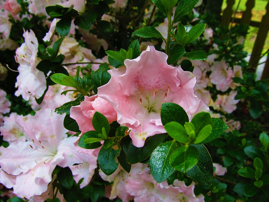 flower, pink, azalea, flowering plant, beauty in nature, petal HD wallpaper
